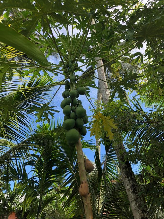 New Raya - Nias Beach Bungalows Lagudri Экстерьер фото
